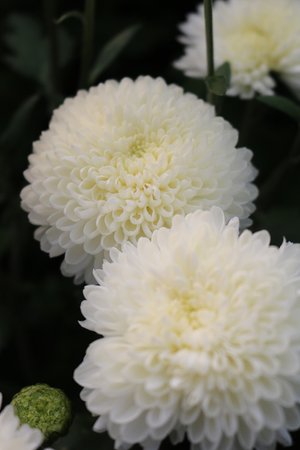 RC- Chrysanthemum 'Moonbeam' (4 pack)