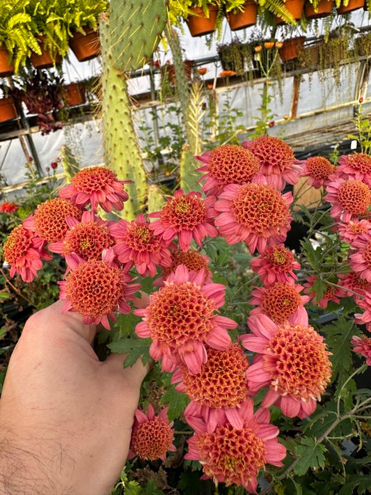 RC- Heirloom Chrysanthemum 'Rose Maiko'