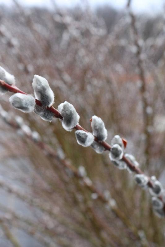 Pussywillow 'Giant White'