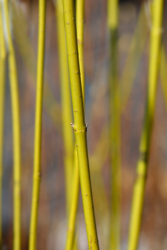 Quart - Cornus sericea 'Flaviramea'