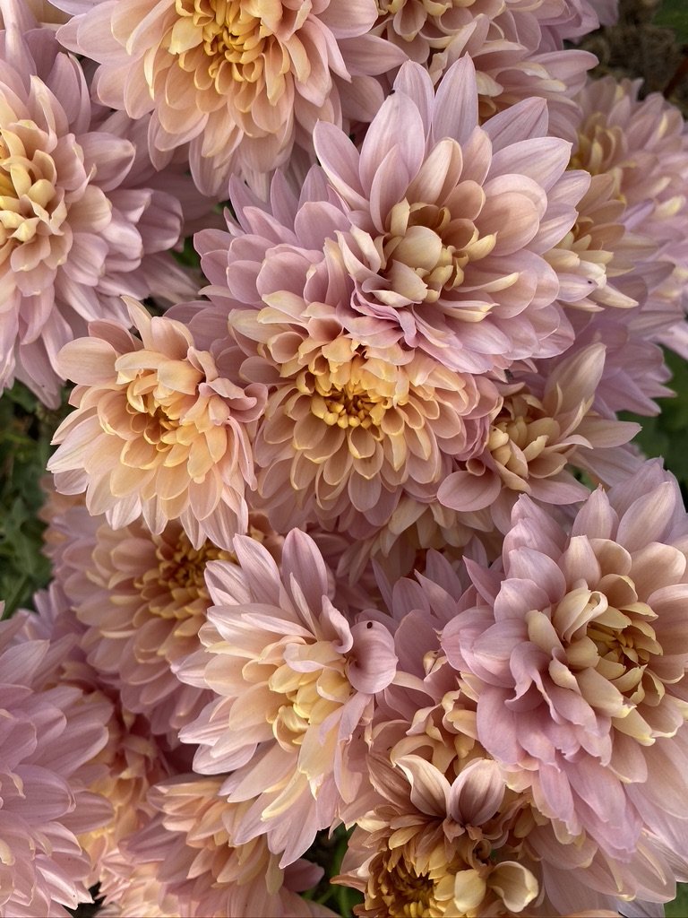 RC- Heirloom Chrysanthemum 'Annie Girl'