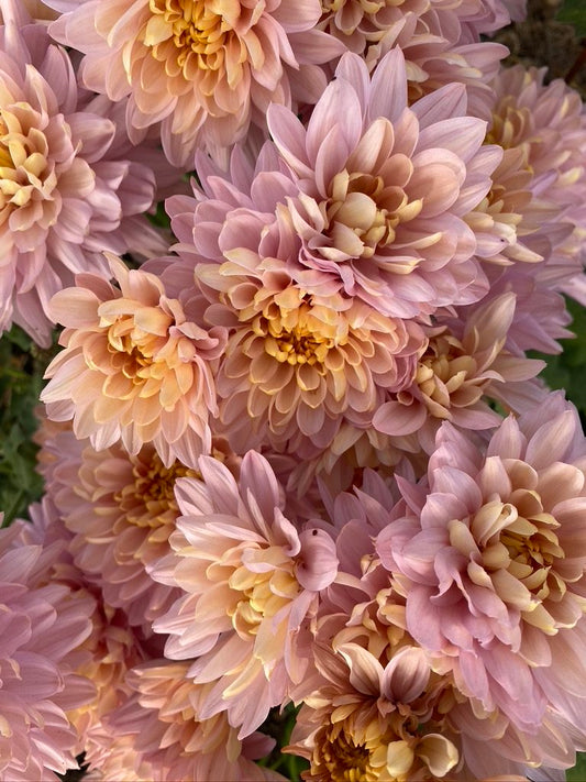 RC- Heirloom Chrysanthemum 'Annie Girl'