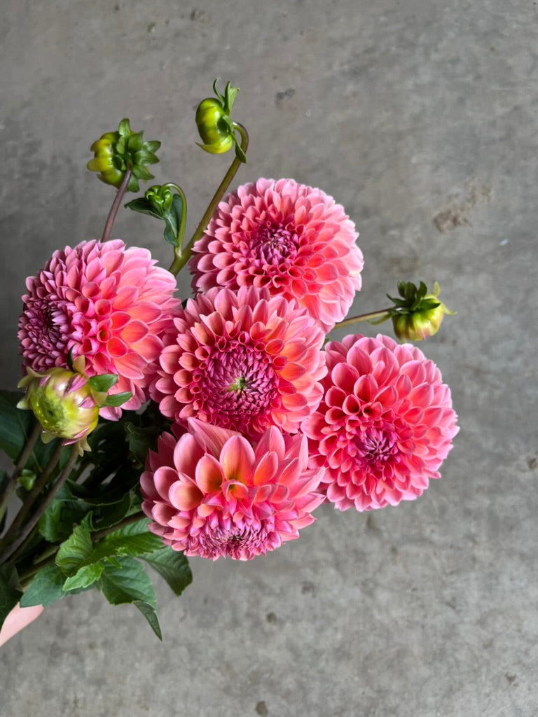 URC 'Lindas Baby' Dahlia 10 Cuttings