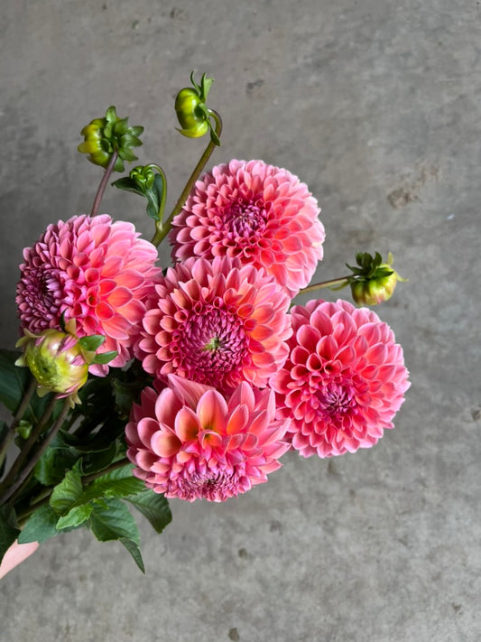 URC 'Lindas Baby' Dahlia 10 Cuttings