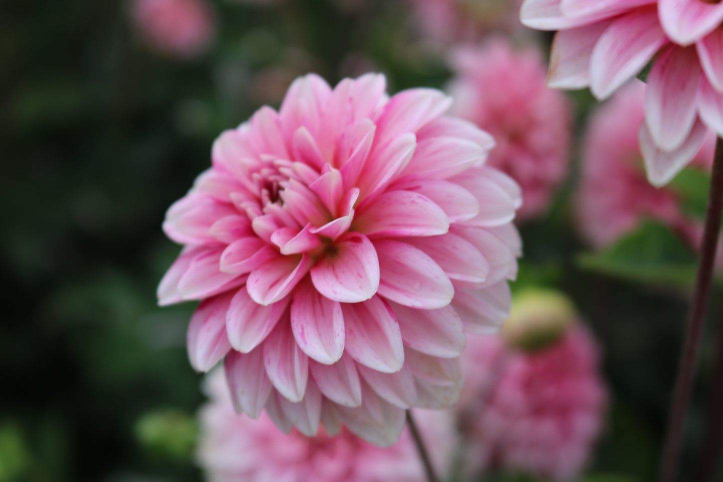 RC- Dahlia 'Strawberry Cream'