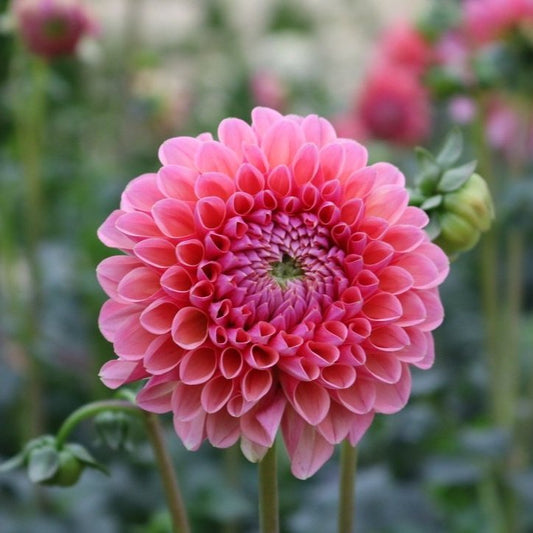 Dahlia Tuber 'Linda's Baby'