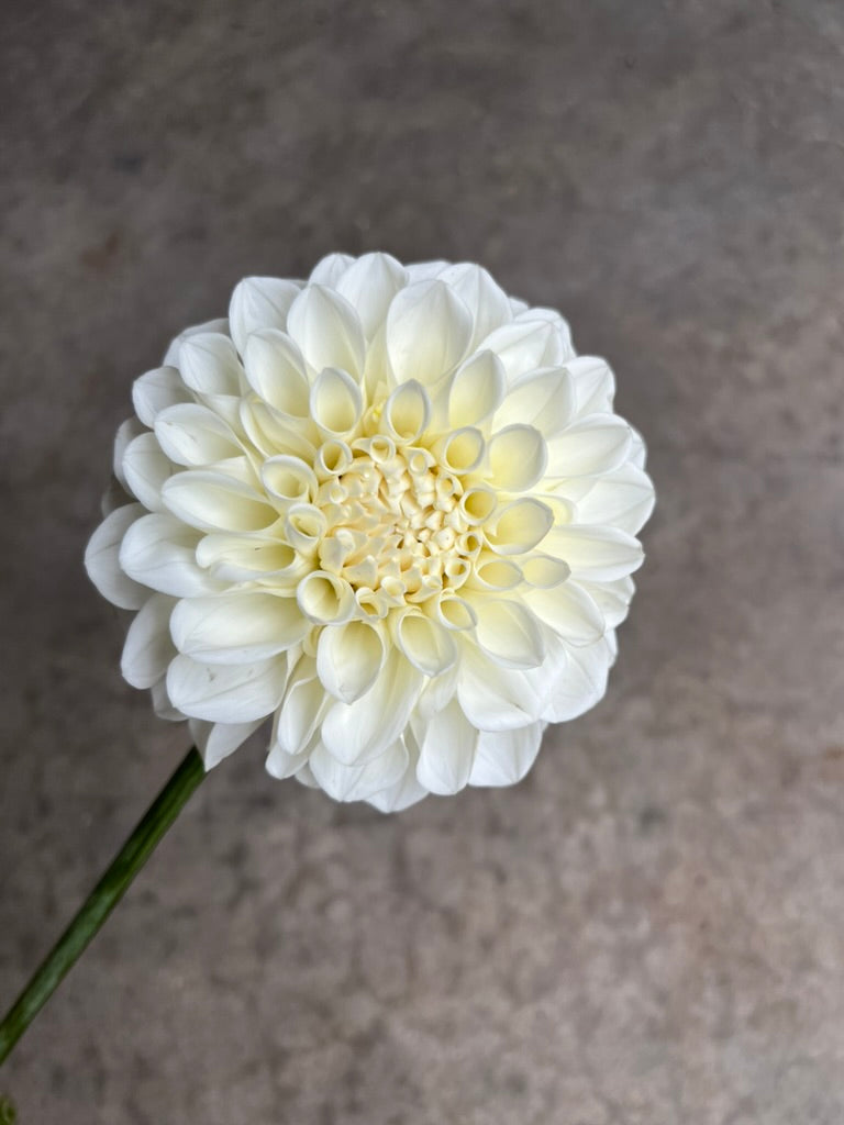 RC- Dahlia 'Boom Boom White'  (4 pack)