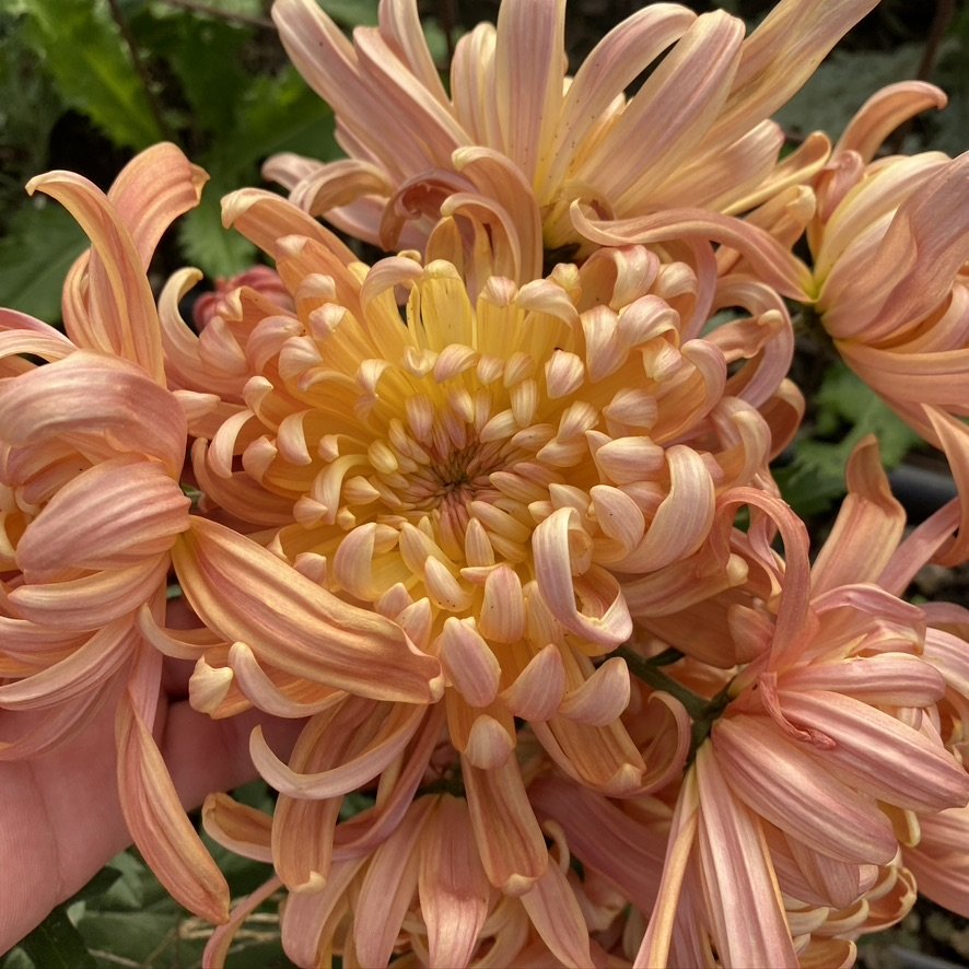 RC- Heirloom Chrysanthemum 'River City'