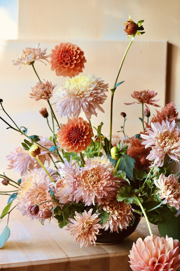 RC- Heirloom Chrysanthemum 'Blush Strokes'