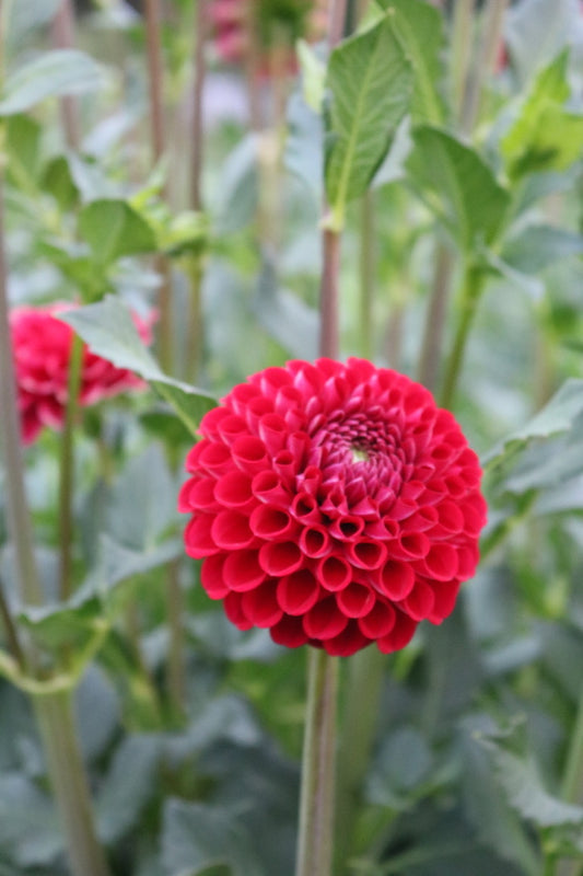 Bulk Dahlia Tuber 'Cornel'