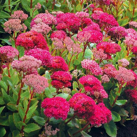 Sedum Birthday Party (4 pack)