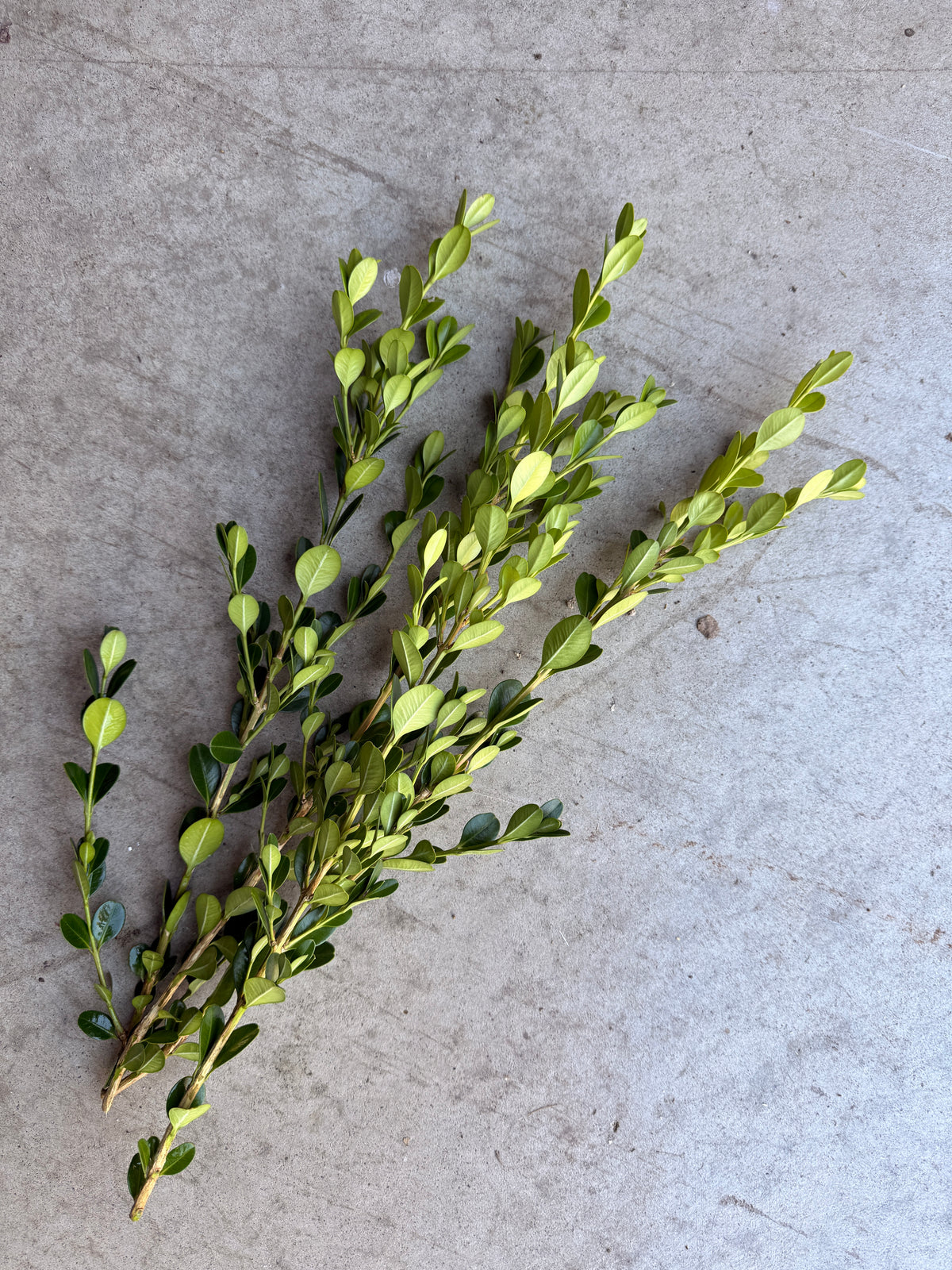 Bare Root - Buxus x 'Green Velvet' (10 ct)