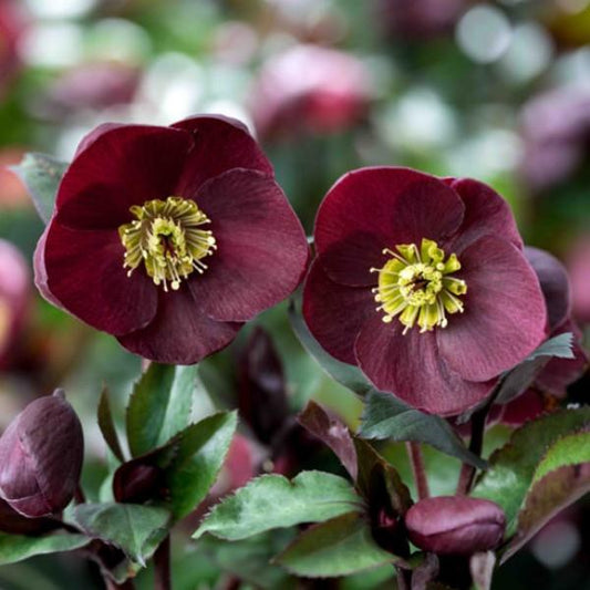 Hellebore 'Ice n' Roses Barolo'