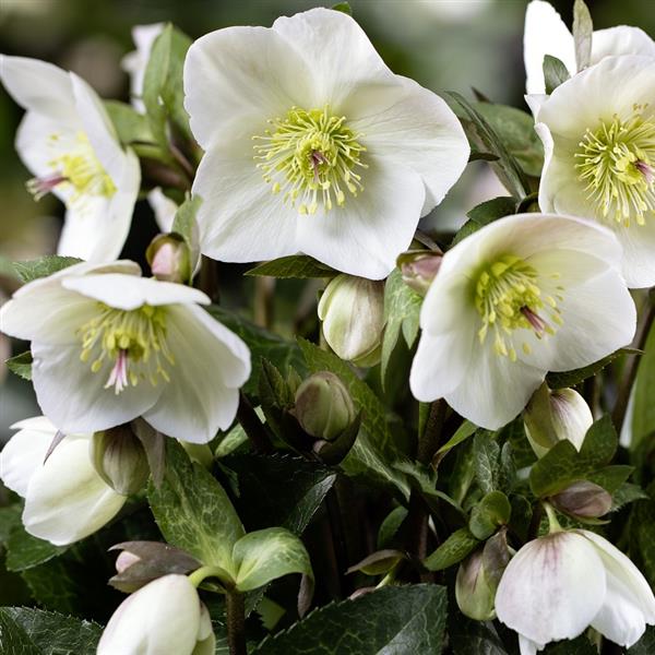 Hellebore 'Ice n' Roses Mia Marble'