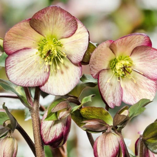 Hellebore 'Ice n' Roses Dark Picotee'