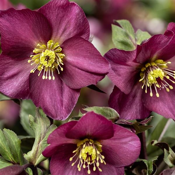 Hellebore 'Ice n' Roses Red Romance'