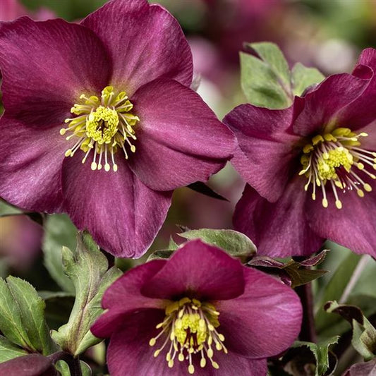 Hellebore 'Ice n' Roses Red Romance'