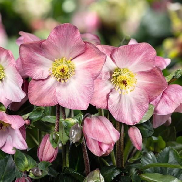 Hellebore 'Winter Ballet Katie'