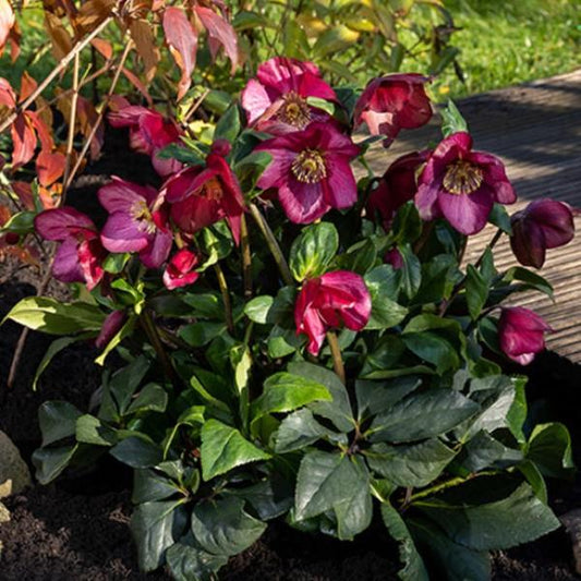 Hellebore 'Winter Ballet Leona'