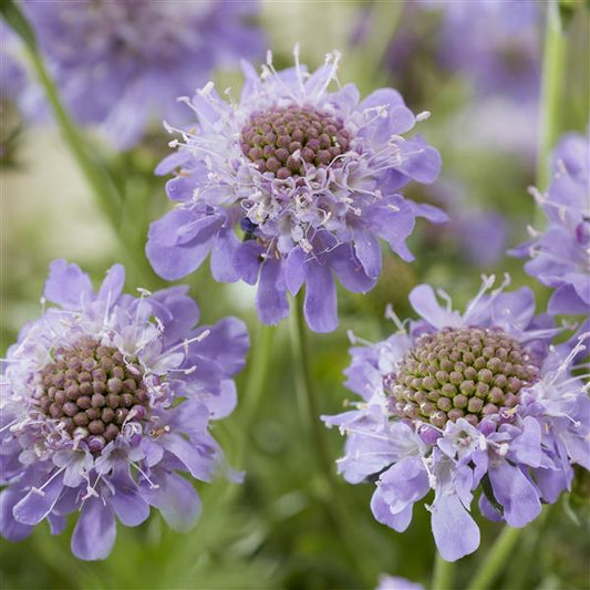 Scabiosa Blue Eyes (4 pack)