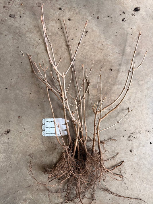 Bare Root Shrub - Viburnum 'Mary Milton' (10 ct)