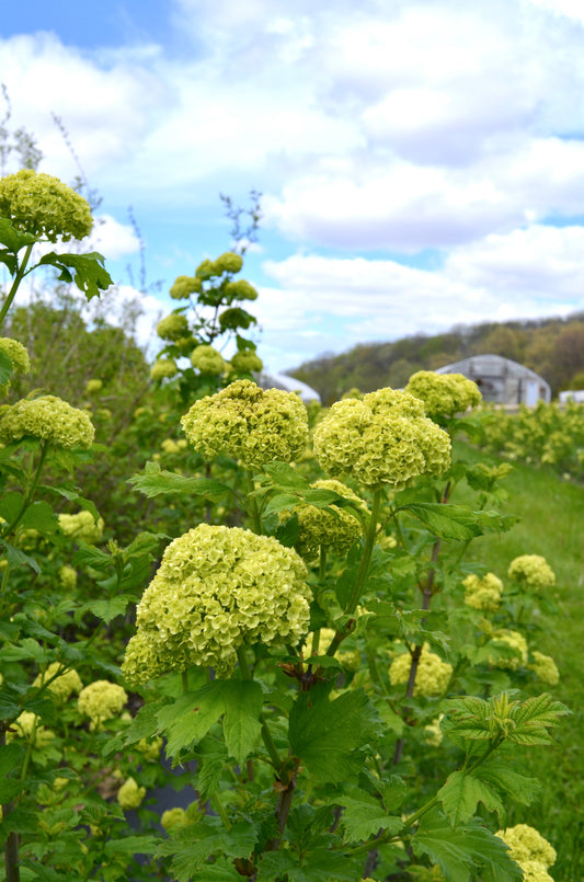 Quart - Viburnum opulus 'Roseum'