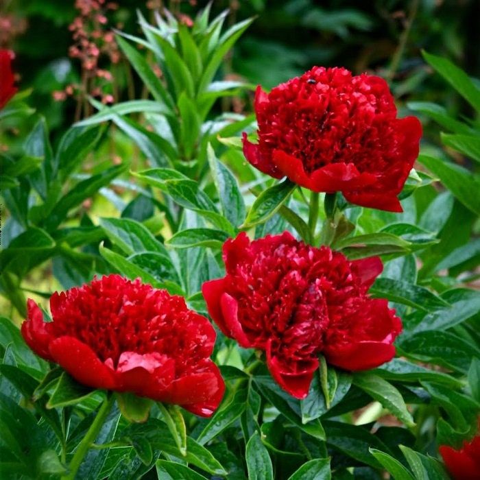 Peony - Red Charm- 1 Bare Root