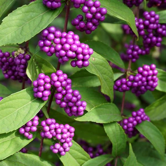 Bare Root - Callicarpa americana (10 ct)