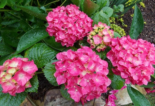 Quart - Hydrangea macrophylla 'Glowing Embers'