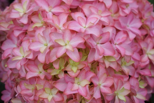 Hydrangea macrophylla 'Inspire'