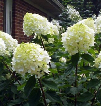 Quart Shrub - Hydrangea paniculata 'Silver Dollar'