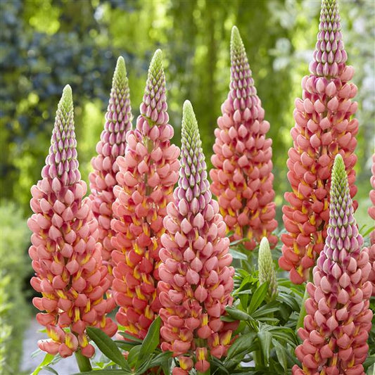 Lupine Westcountry Towering Inferno - 1 plant