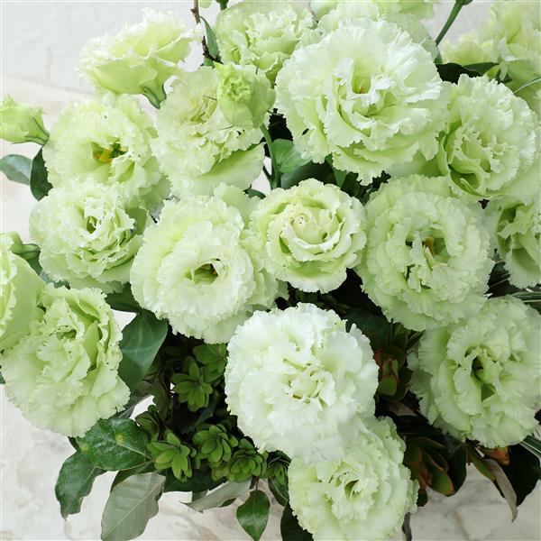 Lisianthus Voyage Green