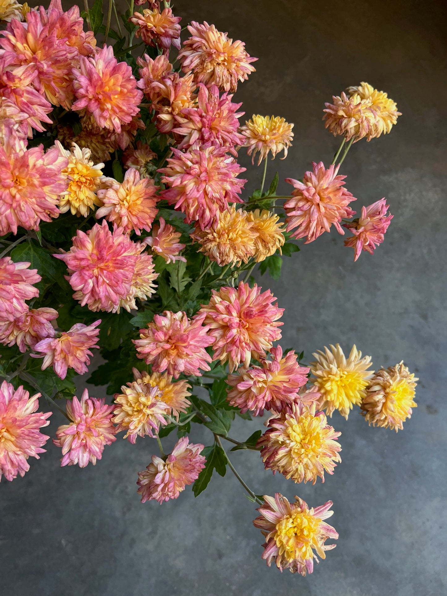 RC- Chrysanthemum 'Whipporwill' (4 pack)