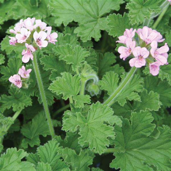 URC - Scented Geranium 'Attar of Roses' (10 ct)