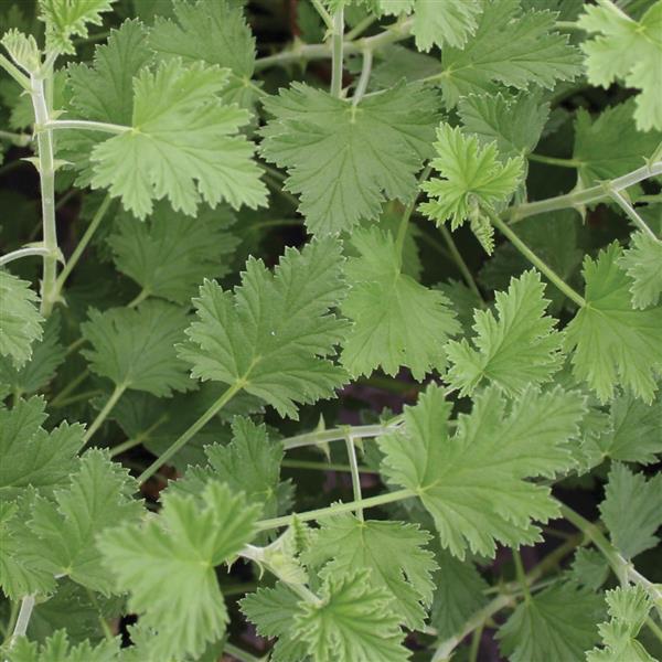 URC - Scented Geranium 'Citriodorum' (10 ct)