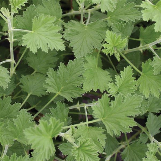 URC - Scented Geranium 'Citriodorum' (10 ct)