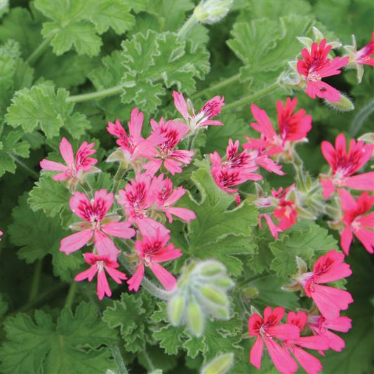 URC - Scented Geranium 'Concolor Lace' (10 ct)