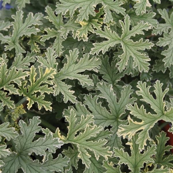 URC - Scented Geranium 'Lady Plymouth' (10 ct)