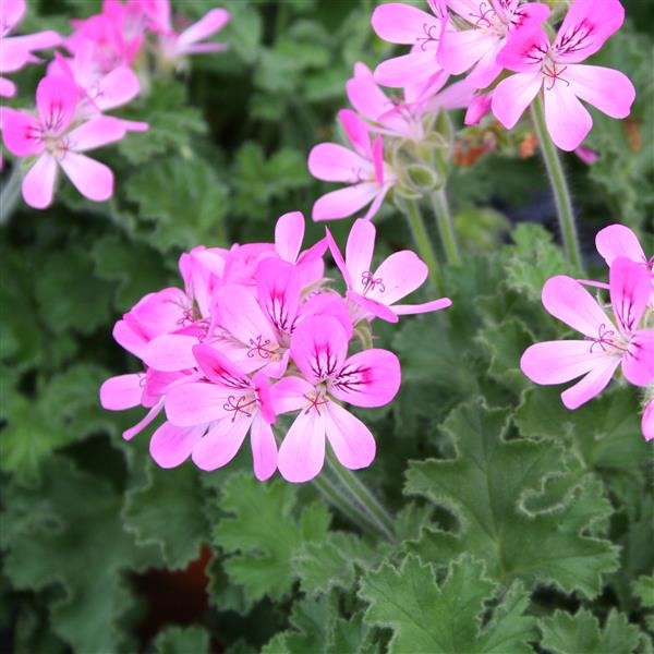URC - Scented Geranium 'Pink Capitatum' (10 ct)