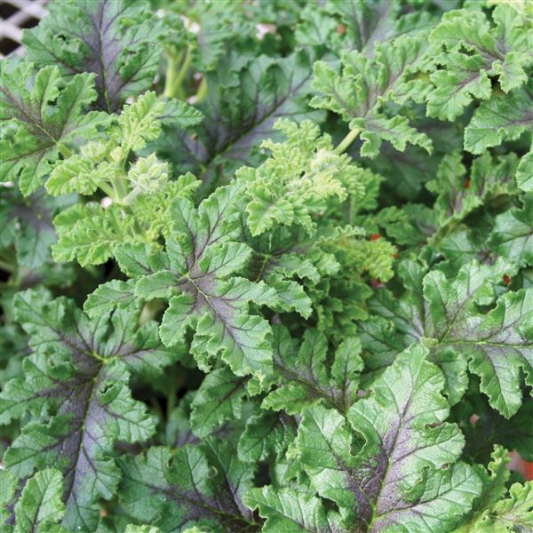 URC - Scented Geranium 'Quercifolium' (10 ct)