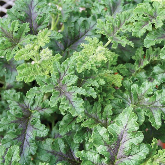 URC - Scented Geranium 'Quercifolium' (10 ct)
