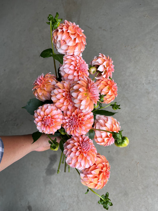 RC- Dahlia 'Peaches N Cream'  (4 pack)