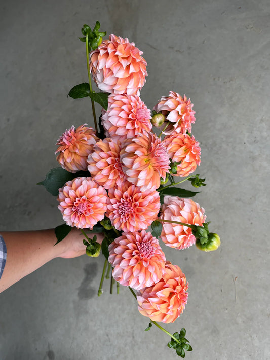 URC Bulk - Dahlia 'Peaches n Cream' (50 ct)