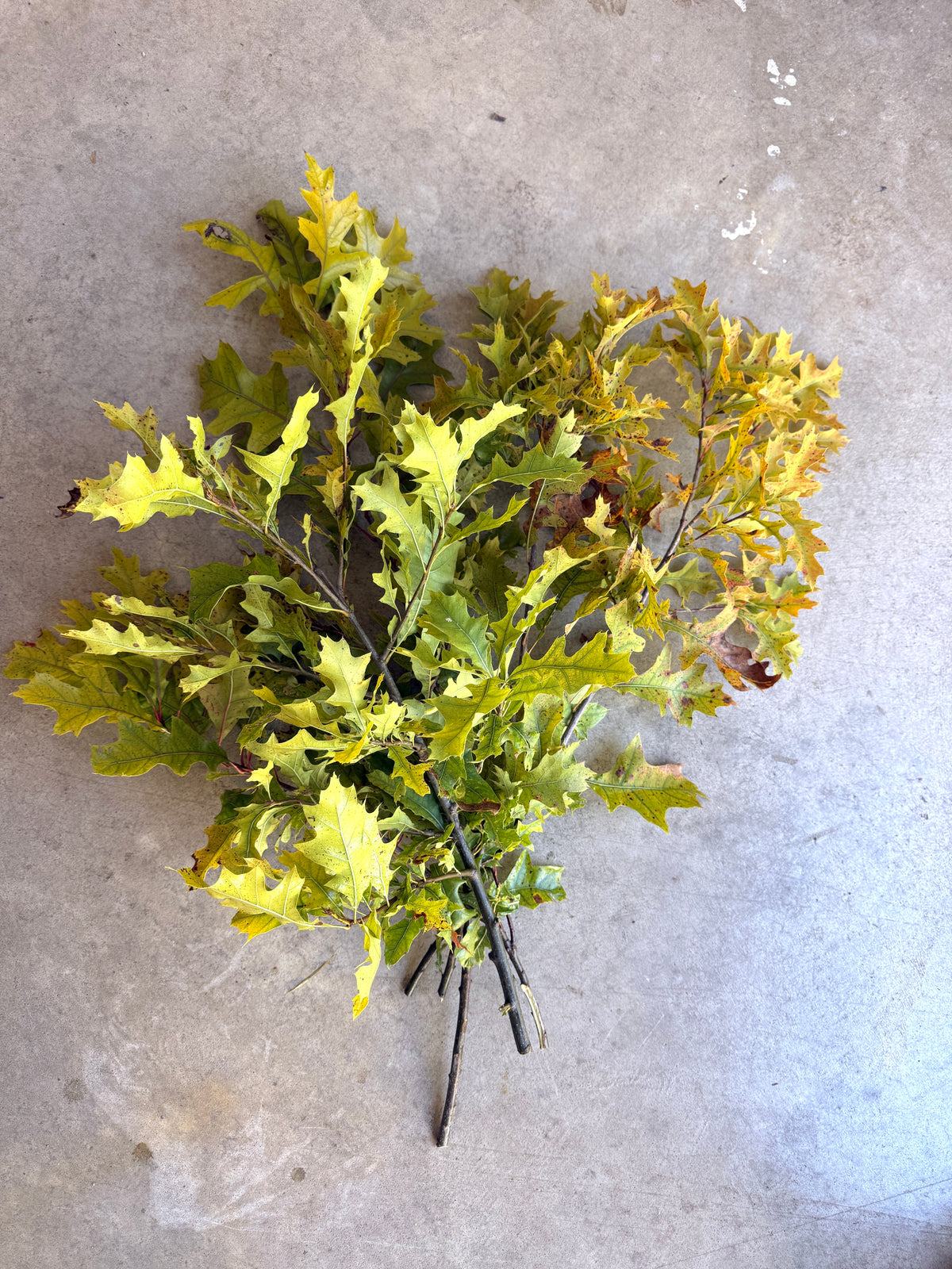 Bare Root - Pin Oak (10 ct)