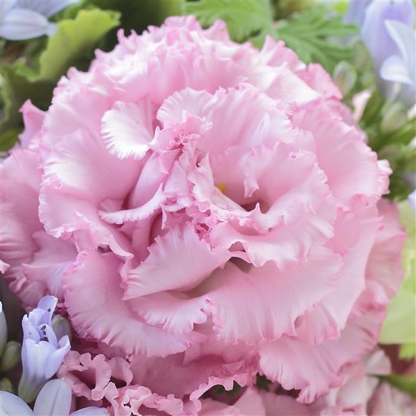 Lisianthus Voyage Pink (4 pack)