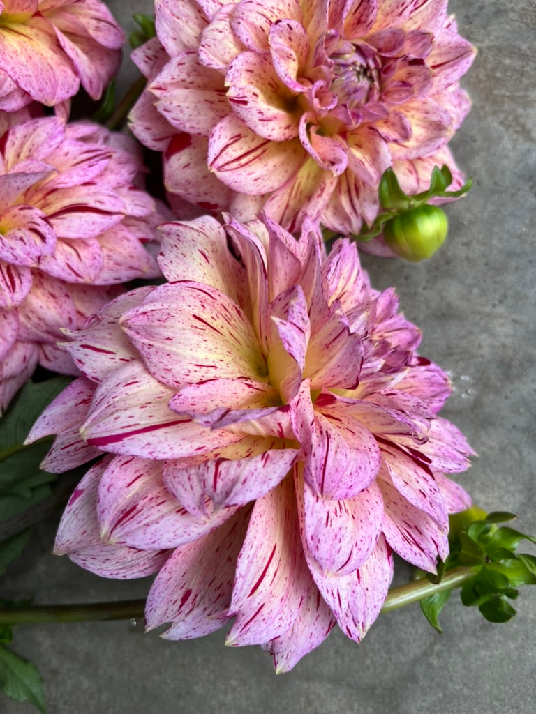 RC- Dahlia 'Carmen Fiesta'  (1 plant)