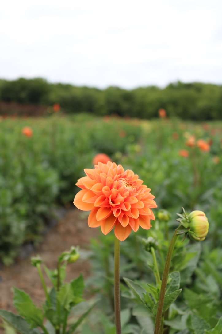 Dahlia Tuber 'Sylvia'