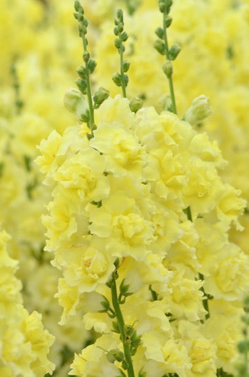 Snapdragon 'Snapstar Yellow'