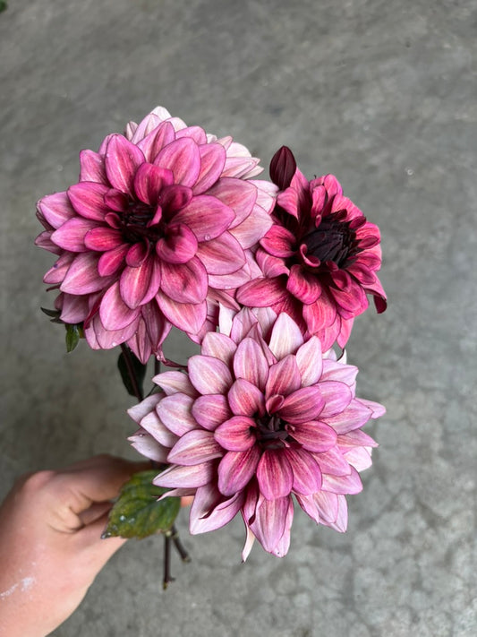 RC- Dahlia 'Night Silence'  (1 plant)